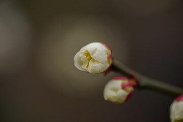 東京赤坂にある東京ミッドタウンの白梅