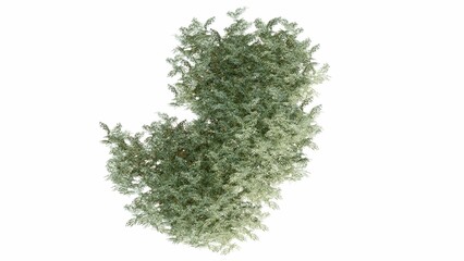 3D Top view Green Trees Isolated on white background, use for visualization in graphic design. 