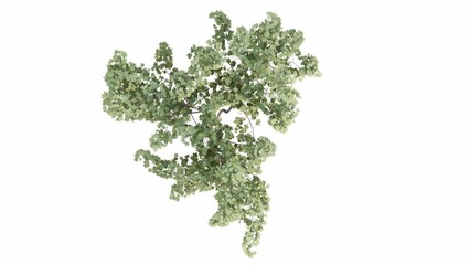 Naklejka premium 3D Top view Green Trees Isolated on white background, use for visualization in graphic design. 