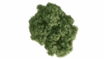 Naklejka premium 3D Top view Green Trees Isolated on white background, use for visualization in graphic design. 