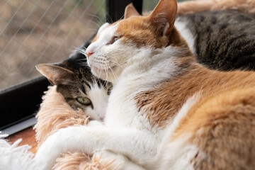くつろぐ二匹の猫