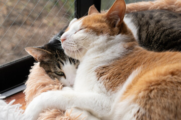 くつろぐ二匹の猫