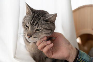 猫を撫でる　サバトラ猫