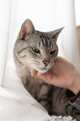 猫を撫でる　サバトラ猫