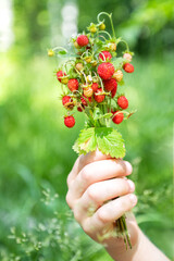 Hand holding bunch of wild strawberry twigs with ripe red berries, taste of summer
