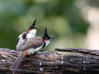A pair of red vented bulbul