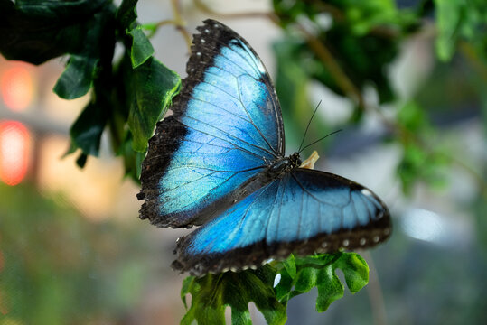 Exotic butterfly with spreaded blue wings close up