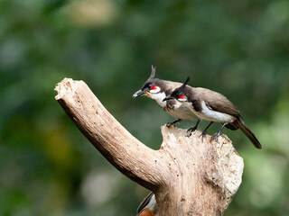 red vented bulbul on a tree trunk