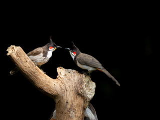 red vented bulbul on a tree trunk