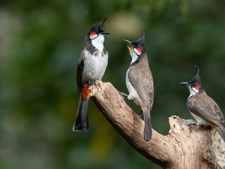 red vented bulbul on a tree trunk