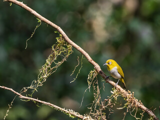 Oriental white eye bird on branch