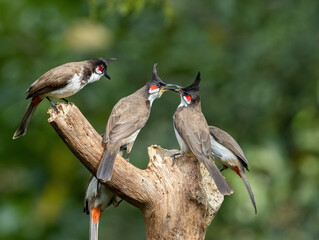 red vented bulbul on a tree trunk