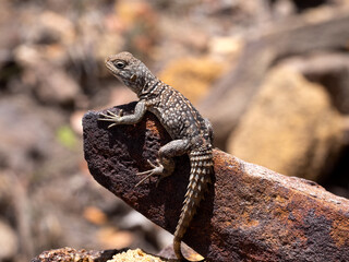 Madagascan collared iguana, Oplurus cuvieri, sitting stoned in Isalo National Park. the wild nature of Madagascar.