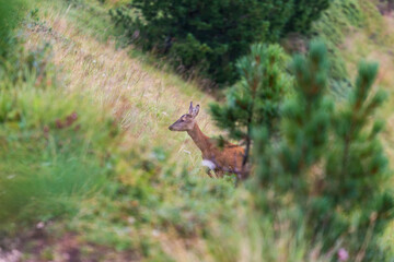 A deer in the Dolomites Mountains