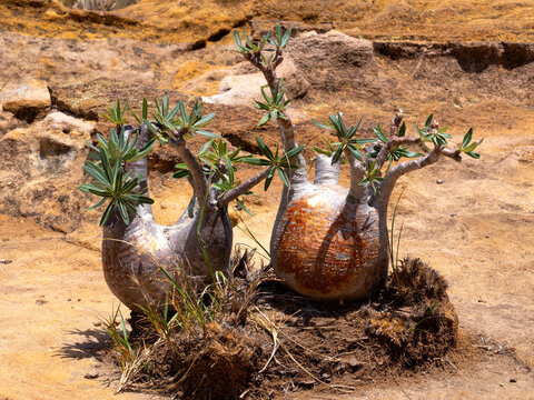 A beautiful Pachypodium is grown into a small rock Antsirabe, wild nature of Madagascar.