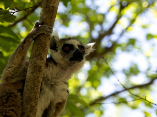 Portrait of a Ring-tailed Lemur, Lemur catta,. Ansirabe National Park. the wild nature of Madagascar.