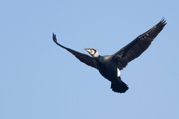 Kormoran (Phalacrocorax carbo)