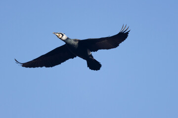 Kormoran (Phalacrocorax carbo)