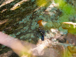 Madagascar Hoopoe, Upupa marginata, sitting on a rock. Isalo National Park. the wild nature of Madagascar.