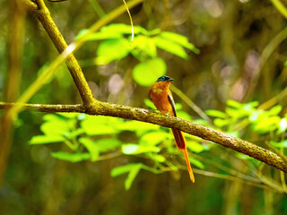 Malagasy Paradise Flycatcher, Terpsiphone mutata, perched on a tree stump. Isalo National Park. the wild nature of Madagascar.