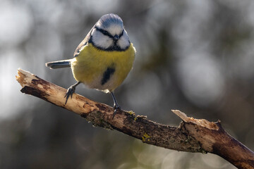 Blaumeise (Cyanistes caeruleu)