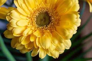Yellow gerberas on international womens day