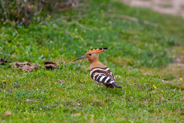 bird watching on the grass, Eurasian Hoopoe, Upupa epops