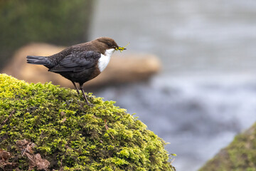 Wasseramsel (Cinclus cinclus)