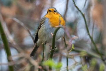 Rotkehlchen (Erithacus rubecula)