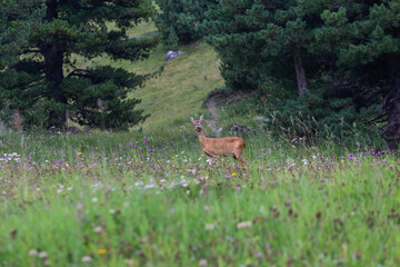 Deer among the trees, Dolomites mountains, summer