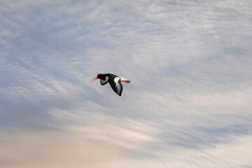 water bird in the air, Eurasian Oystercatcher, Haematopus ostralegus