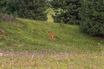 Deer among the trees, Dolomites mountains, summer