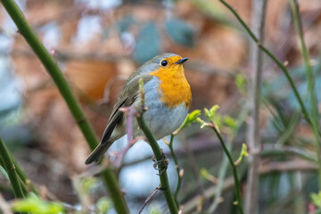 Rotkehlchen (Erithacus rubecula)