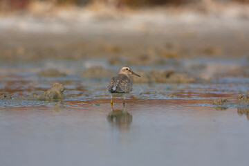 water bird looking for food in water, Red Knot, Calidris canutus