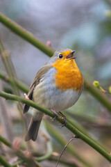 Rotkehlchen (Erithacus rubecula)