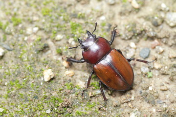 Japanese brown stag beetle (Neolucanus insularis) in Japan