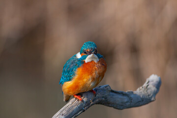 colorful bird spying on its prey on dry branch,Common Kingfisher, Alcedo atthis