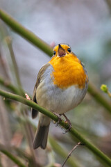 Rotkehlchen (Erithacus rubecula)