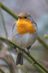 Rotkehlchen (Erithacus rubecula)