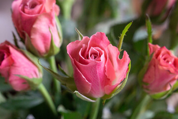 Beautiful pink pastel roses in spring