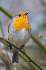 Rotkehlchen (Erithacus rubecula)