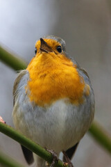 Rotkehlchen (Erithacus rubecula)