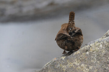 Zaunkönig (Troglodytes troglodytes)