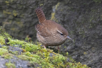 Zaunkönig (Troglodytes troglodytes)