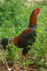 Fototapeta premium cock
