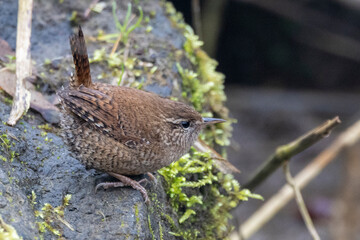 Zaunkönig (Troglodytes troglodytes)
