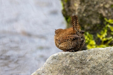 Zaunkönig (Troglodytes troglodytes)