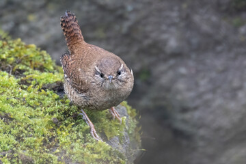 Zaunkönig (Troglodytes troglodytes)