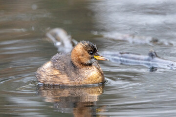 Zwergtaucher (Tachybaptus ruficollis)