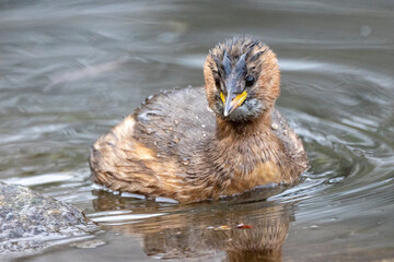 Zwergtaucher (Tachybaptus ruficollis)